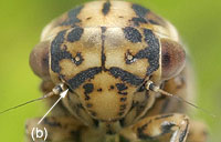 Agallinae