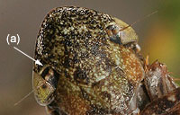 Aphrodinae