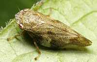 Aphrophoridae