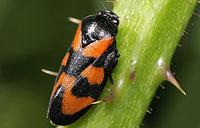 Cercopidae