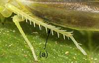 Cicadellidae