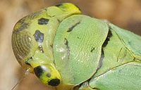 Cicadellinae