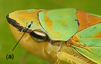 Cicadellinae