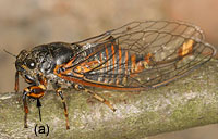 Cicadidae