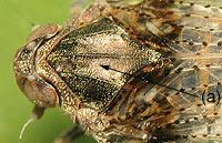 Cixiidae