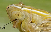 Delphacidae
