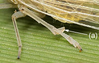 Delphacidae