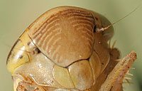 Deltocephalinae