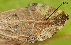 Dorycephalinae