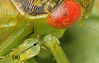 Iassinae