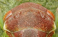 Iassinae