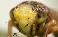 Idiocerinae