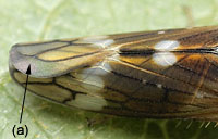Idiocerinae