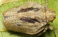 Issidae