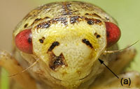 Macropsinae