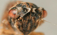 Megophthalminae