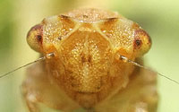 Megophthalminae