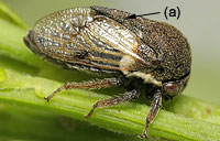 Membracidae