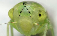 Idiocerinae