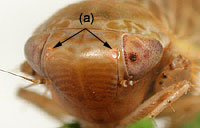 Deltocephalinae