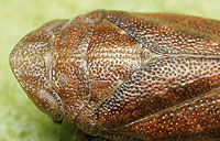 Tettigometridae