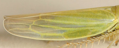 Typhlocybinae