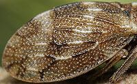 Ulopinae