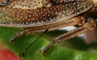 Ulopinae